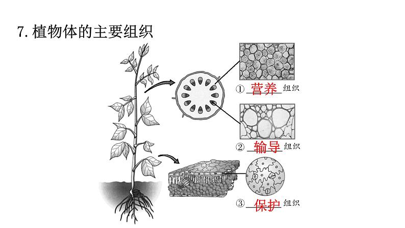 北师大版七年级生物上册重点图解专项训练课件第8页