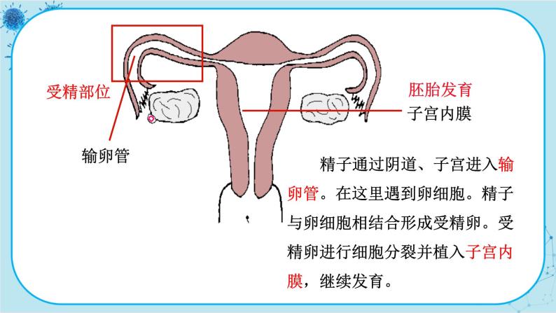 人教版生物七下 1.2《人的生殖》课件PPT06