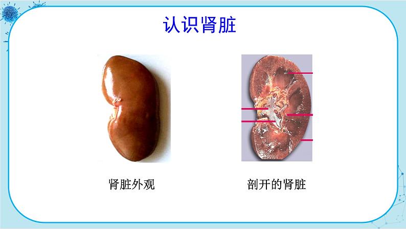 人教版生物七下 5《人体内废物的排出》课件PPT07