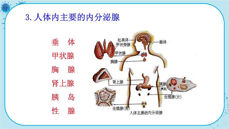 人教版生物七下 6.4《激素调节》课件PPT第6页