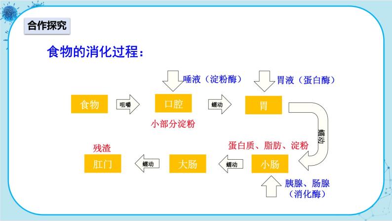 人教版生物七下 2.2.2《食物的消化过程和营养物质的吸收》课件PPT03