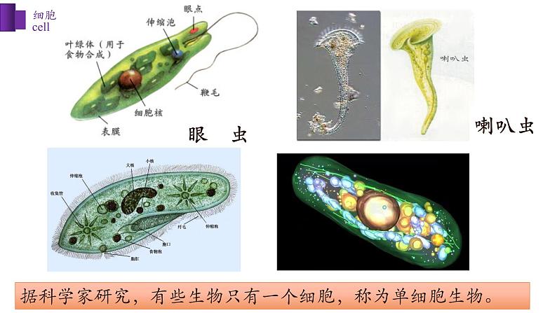 2.3.1+细胞的基本结构和功能(第一课时)-【精华备课】2023-2024学年七年级生物上册同步教学课件(北师大版)05