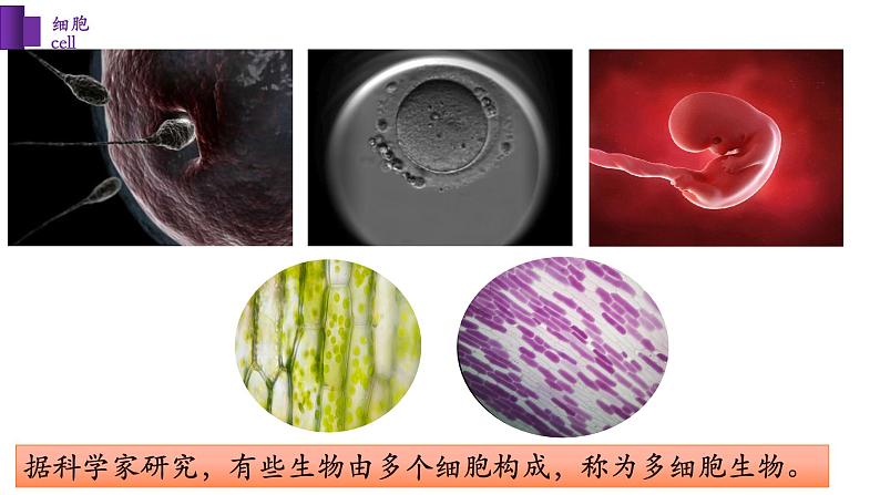 2.3.1+细胞的基本结构和功能(第一课时)-【精华备课】2023-2024学年七年级生物上册同步教学课件(北师大版)06