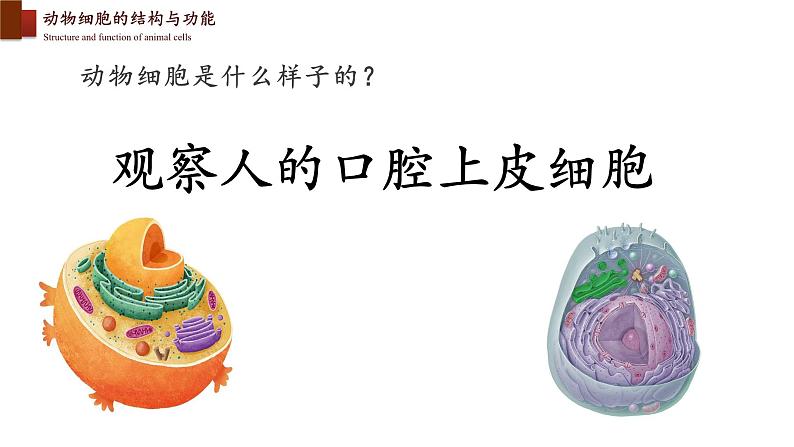 2.3.1+细胞的基本结构和功能(第二课时)-【精华备课】2023-2024学年七年级生物上册同步教学课件(北师大版)05