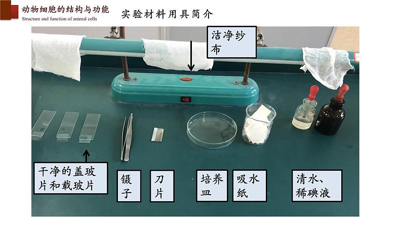2.3.1+细胞的基本结构和功能(第二课时)-【精华备课】2023-2024学年七年级生物上册同步教学课件(北师大版)06