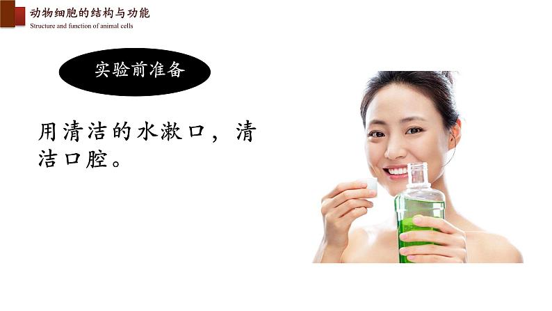 2.3.1+细胞的基本结构和功能(第二课时)-【精华备课】2023-2024学年七年级生物上册同步教学课件(北师大版)07