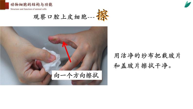 2.3.1+细胞的基本结构和功能（第二课时）-【精华备课】2023-2024学年七年级生物上册同步教学课件（北师大版）08