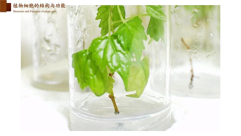 2.3.1 细胞的基本结构和功能(第三课时)第4页