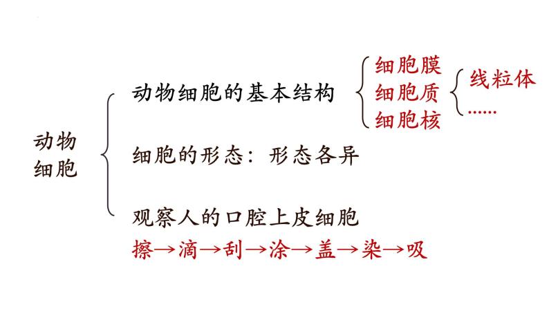 2.3.1+细胞的基本结构和功能（第四课时）-【精华备课】2023-2024学年七年级生物上册同步教学课件（北师大版）03