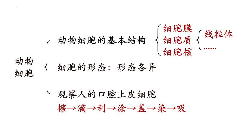 2.3.1+细胞的基本结构和功能(第四课时)-【精华备课】2023-2024学年七年级生物上册同步教学课件(北师大版)03
