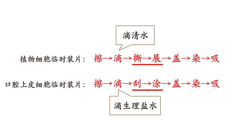 2.3.1+细胞的基本结构和功能(第四课时)-【精华备课】2023-2024学年七年级生物上册同步教学课件(北师大版)04