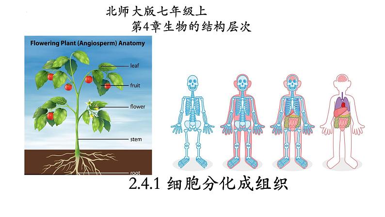 2.4.1+细胞分化成组织-【精华备课】2023-2024学年七年级生物上册同步教学课件(北师大版)01