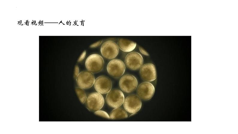 2.4.1+细胞分化成组织-【精华备课】2023-2024学年七年级生物上册同步教学课件(北师大版)03