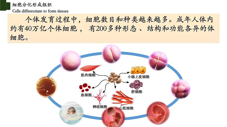 2.4.1+细胞分化成组织-【精华备课】2023-2024学年七年级生物上册同步教学课件(北师大版)04