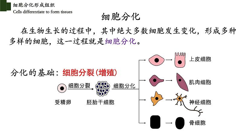 2.4.1+细胞分化成组织-【精华备课】2023-2024学年七年级生物上册同步教学课件(北师大版)05