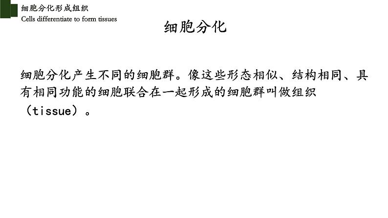 2.4.1+细胞分化成组织-【精华备课】2023-2024学年七年级生物上册同步教学课件(北师大版)06
