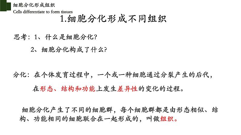 2.4.1+细胞分化成组织-【精华备课】2023-2024学年七年级生物上册同步教学课件(北师大版)07