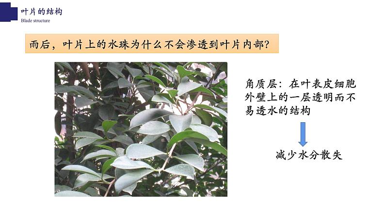 3.5.1+光合作用(第三课时)-【精华备课】2023-2024学年七年级生物上册同步教学课件(北师大版)03