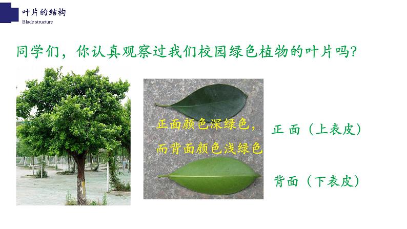 3.5.1+光合作用(第三课时)-【精华备课】2023-2024学年七年级生物上册同步教学课件(北师大版)04