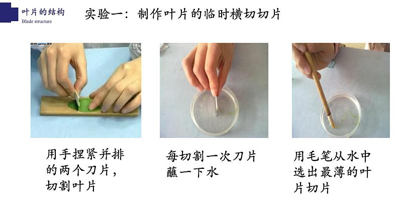 3.5.1+光合作用(第三课时)-【精华备课】2023-2024学年七年级生物上册同步教学课件(北师大版)07