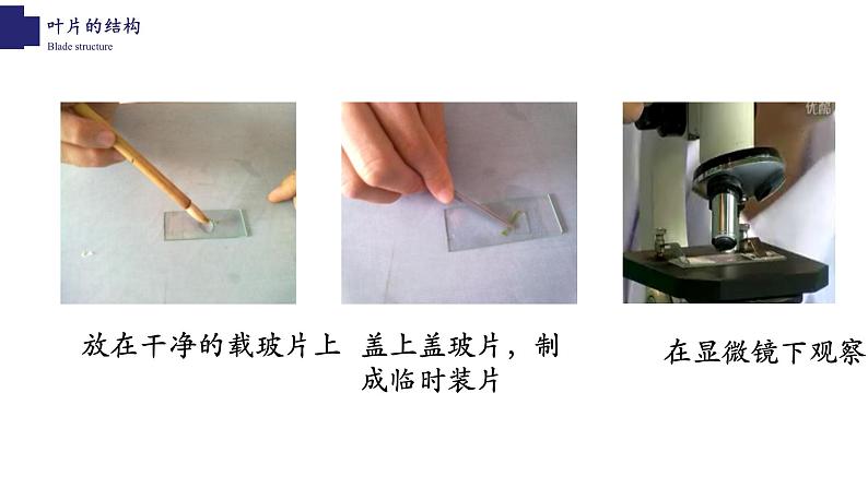 3.5.1+光合作用(第三课时)-【精华备课】2023-2024学年七年级生物上册同步教学课件(北师大版)08