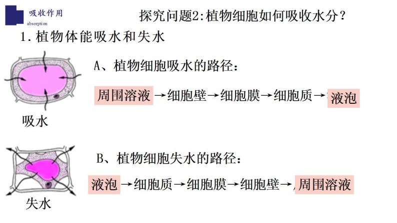 3.5.3+吸收作用-【精华备课】2023-2024学年七年级生物上册同步教学课件（北师大版）06