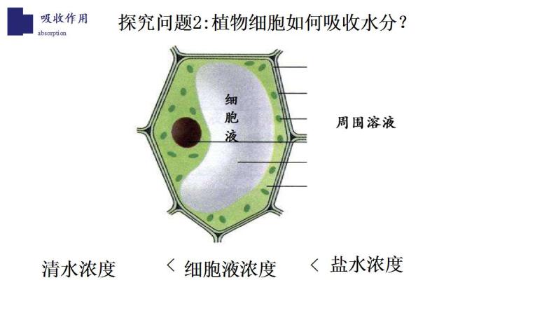 3.5.3+吸收作用-【精华备课】2023-2024学年七年级生物上册同步教学课件（北师大版）07