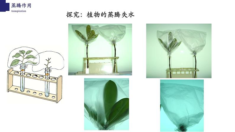 3.5.4+蒸腾作用-【精华备课】2023-2024学年七年级生物上册同步教学课件(北师大版)第4页