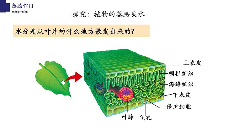 3.5.4+蒸腾作用-【精华备课】2023-2024学年七年级生物上册同步教学课件(北师大版)第6页