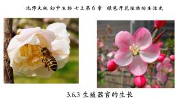 初中生物北师大版七年级上册第3节  生殖器官的生长备课ppt课件