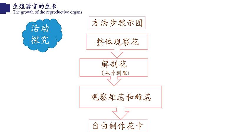 3.6.3+生殖器官的生长-【精华备课】2023-2024学年七年级生物上册同步教学课件(北师大版)08