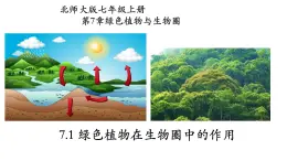 3.7.1+绿色植物在生物圈的作用-【精华备课】2023-2024学年七年级生物上册同步教学课件（北师大版）+