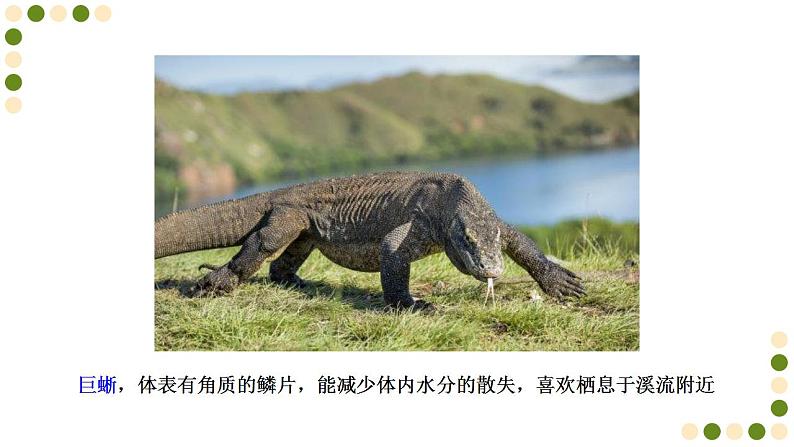 苏科版生物七下11.2《地面上的动物》课件PPT04