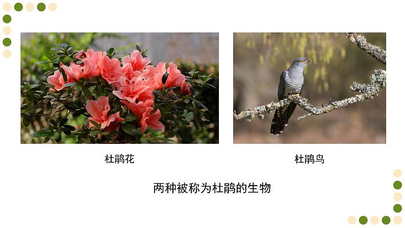 苏科版生物七下14.1《生物的命名和分类》课件PPT第5页