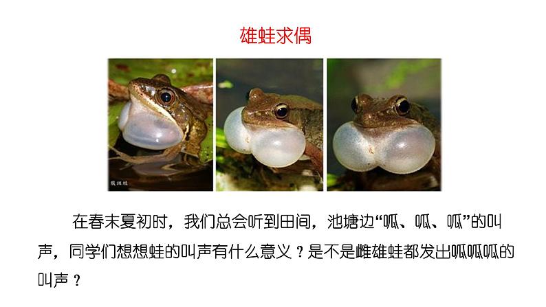 两栖类的生殖与发育第4页