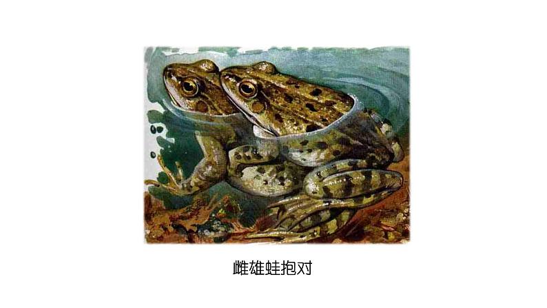 两栖类的生殖与发育第7页