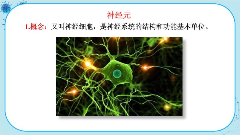 苏教版生物七下12.2.1《人体的神经调节》课件PPT+音视频素材06