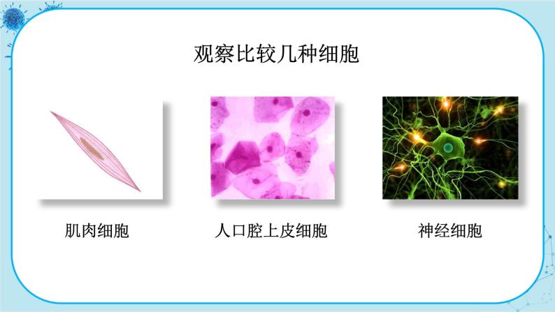 苏教版生物七下12.2.2《人体的神经调节》课件PPT+音视频素材05