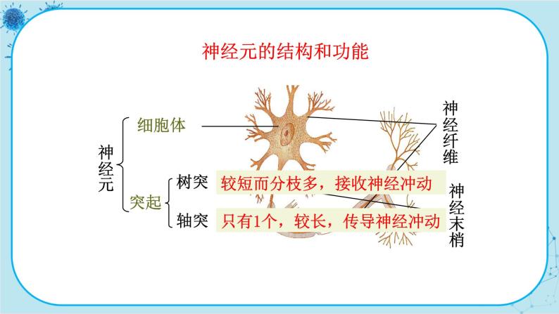 苏教版生物七下12.2.2《人体的神经调节》课件PPT+音视频素材06