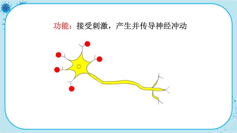 苏教版生物七下12.2.2《人体的神经调节》课件PPT+音视频素材08