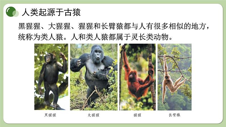 济南版生物八下5.2.1 人类的起源(课件PPT)第5页
