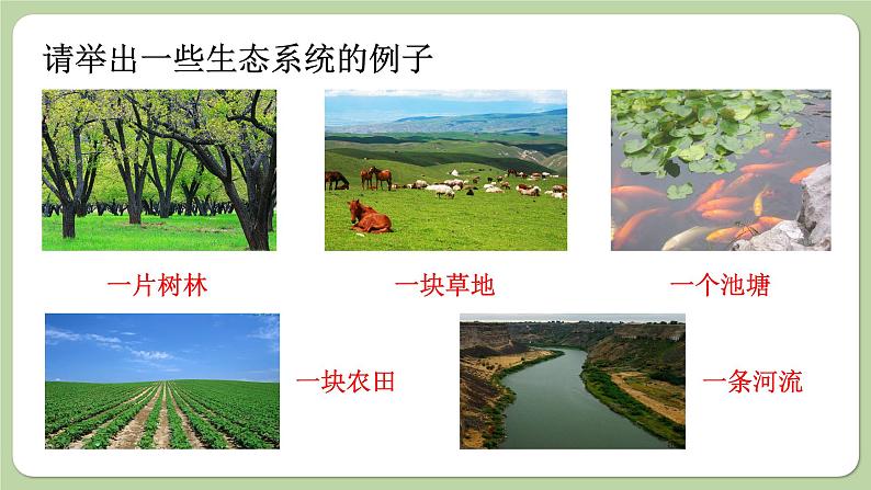 济南版生物八下6.2.1 生态系统的组成(课件PPT)05