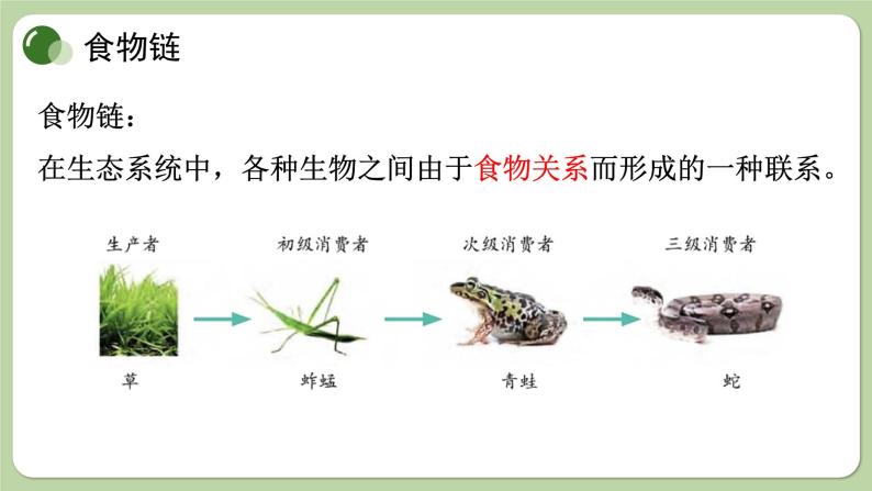 济南版生物八下6.2.2 食物链和食物网（课件PPT）03