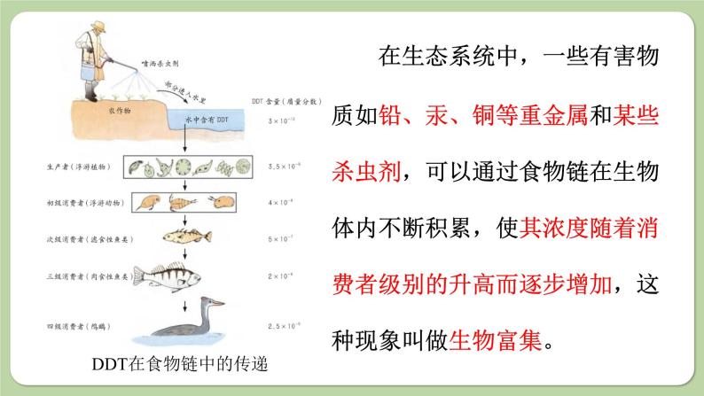 济南版生物八下6.2.2 食物链和食物网（课件PPT）04