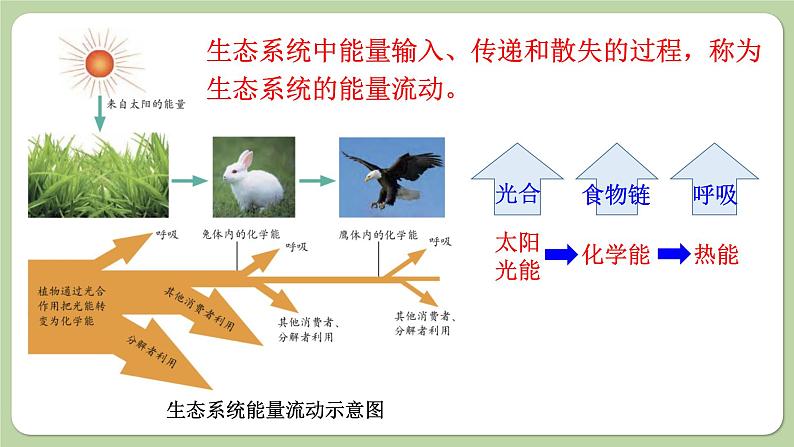 济南版生物八下6.2.3 能量流动和物质循环(课件PPT)第6页