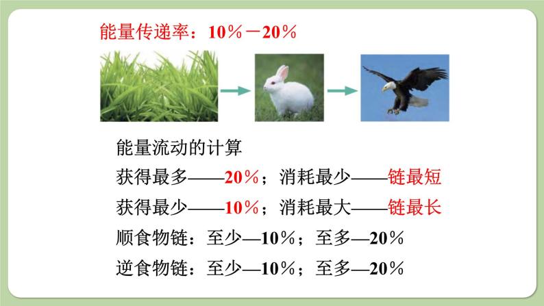 济南版生物八下6.2.3 能量流动和物质循环（课件PPT）07