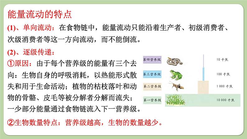 济南版生物八下6.2.3 能量流动和物质循环(课件PPT)第8页