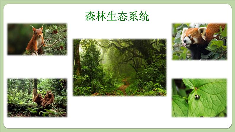 济南版生物八下6.2.4 生态系统的类型(课件PPT)第4页