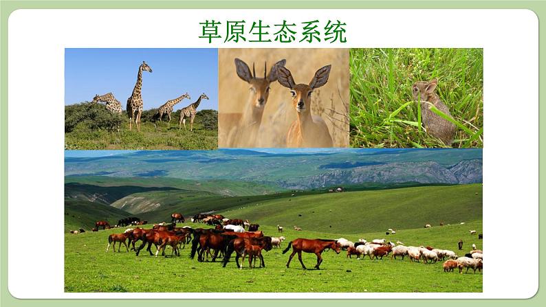 济南版生物八下6.2.4 生态系统的类型(课件PPT)第6页