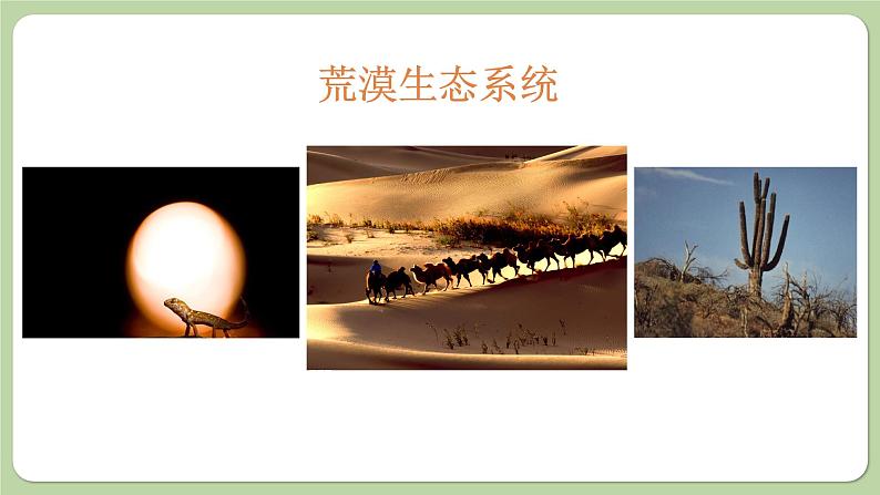 济南版生物八下6.2.4 生态系统的类型(课件PPT)第8页